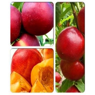 Нектарин > коллекция из 3-х сортов: Нектарин Ванг-8 => Нектарин Леди Эрика => Нектарин Ред Голд